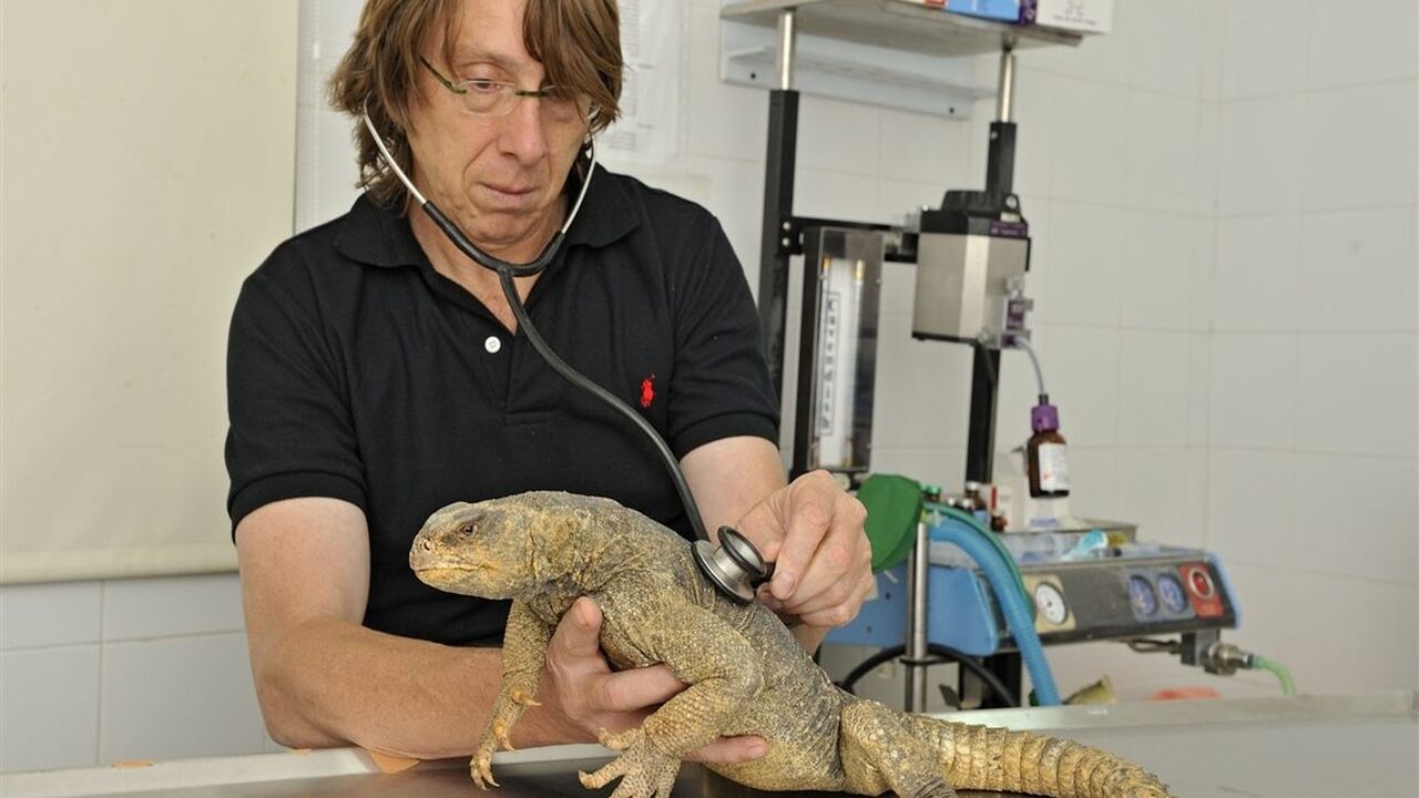 להציל את חיות הבר - ערבית - 13. צב וחסיד