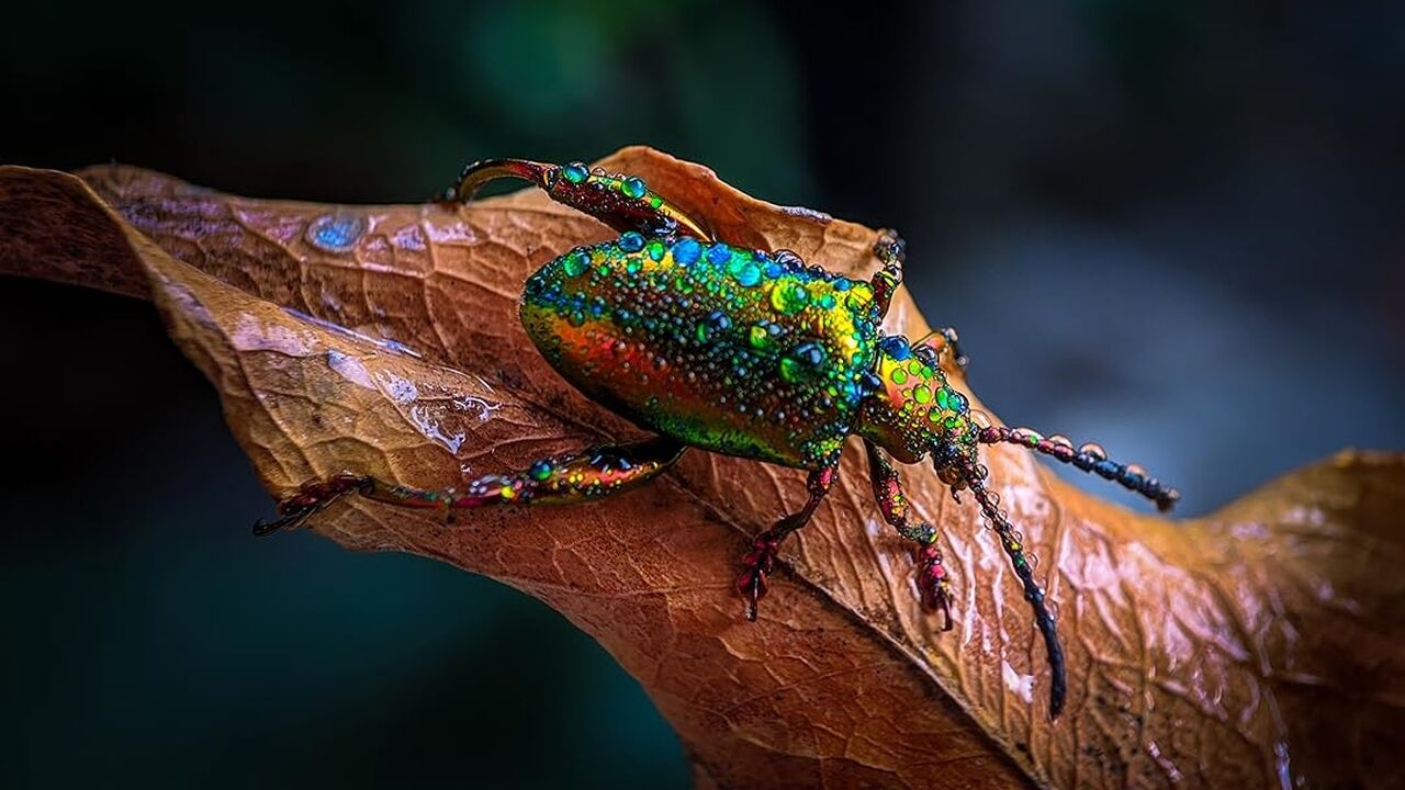 שורדי העל של הטבע - פרק 5